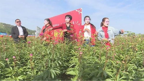 曲子戲演出為鄉(xiāng)村旅游文化節(jié)添色彩